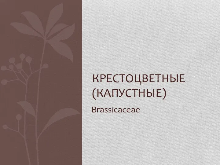 Brassicaceae КРЕСТОЦВЕТНЫЕ (КАПУСТНЫЕ)