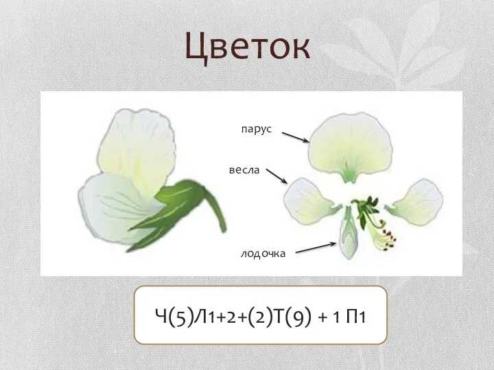 Цветок Ч(5)Л1+2+(2)Т(9) + 1 П1 парус весла лодочка