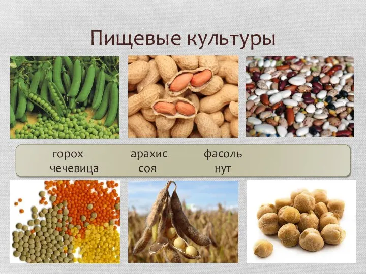 Пищевые культуры горох арахис фасоль чечевица соя нут