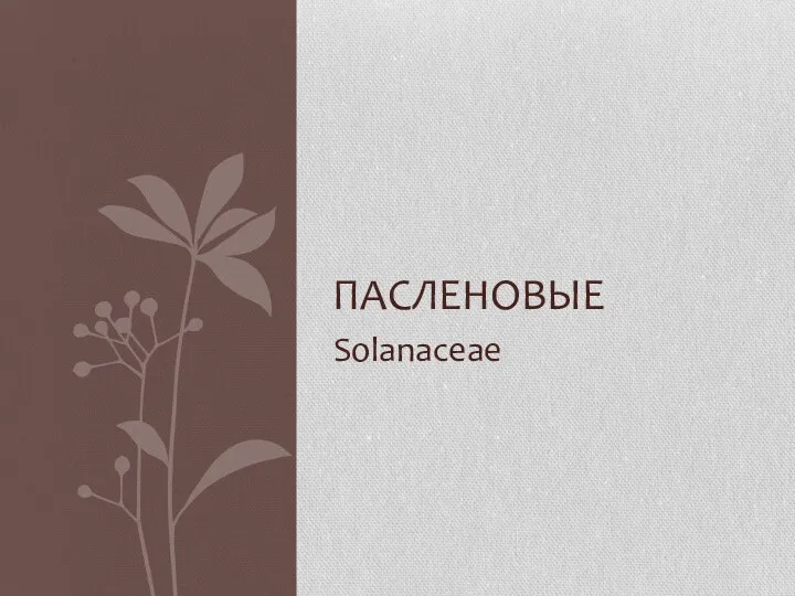 Solanaceae ПАСЛЕНОВЫЕ