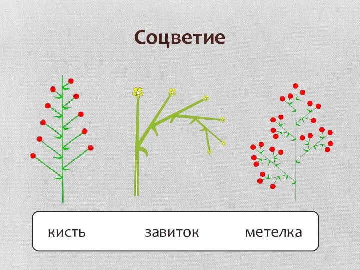 Соцветия кисть головка метелка