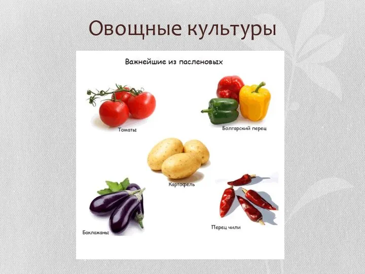 Овощные культуры