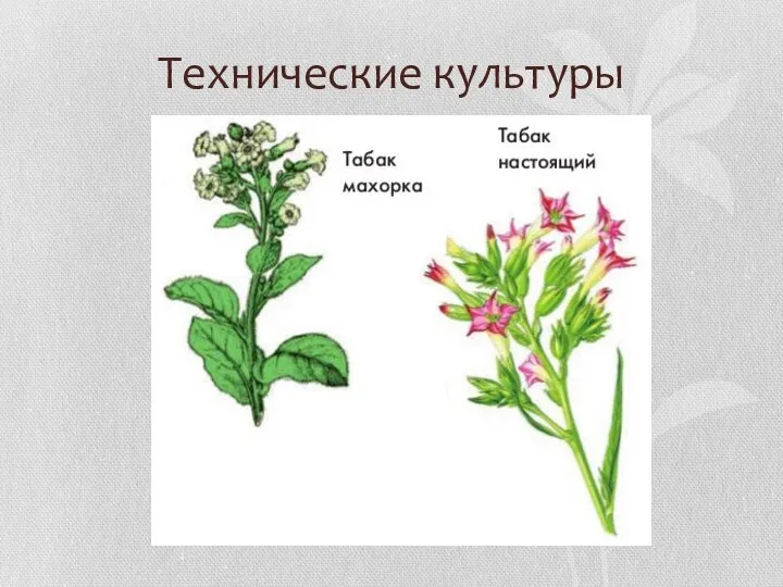 Технические культуры