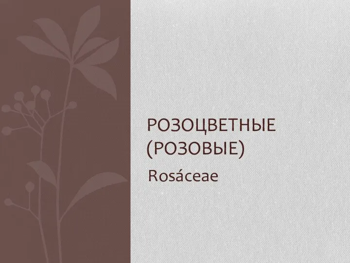 Rosáceae РОЗОЦВЕТНЫЕ (РОЗОВЫЕ)