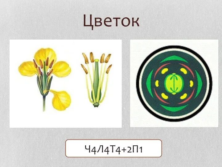 Цветок Ч4Л4Т4+2П1