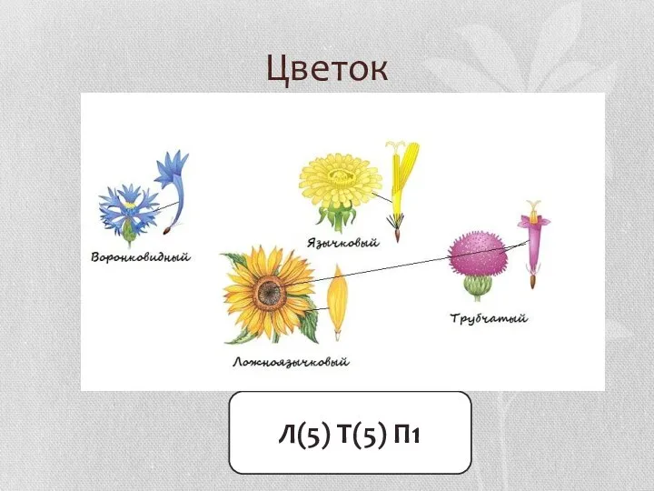 Цветок Л(5) Т(5) П1