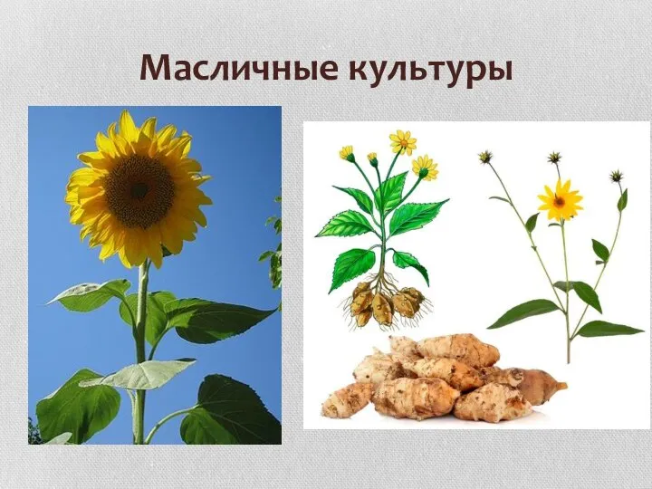 Масличные культуры