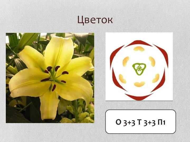 Цветок О 3+3 Т 3+3 П1