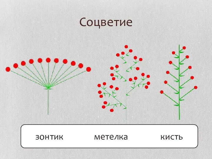 Соцветие зонтик метелка кисть