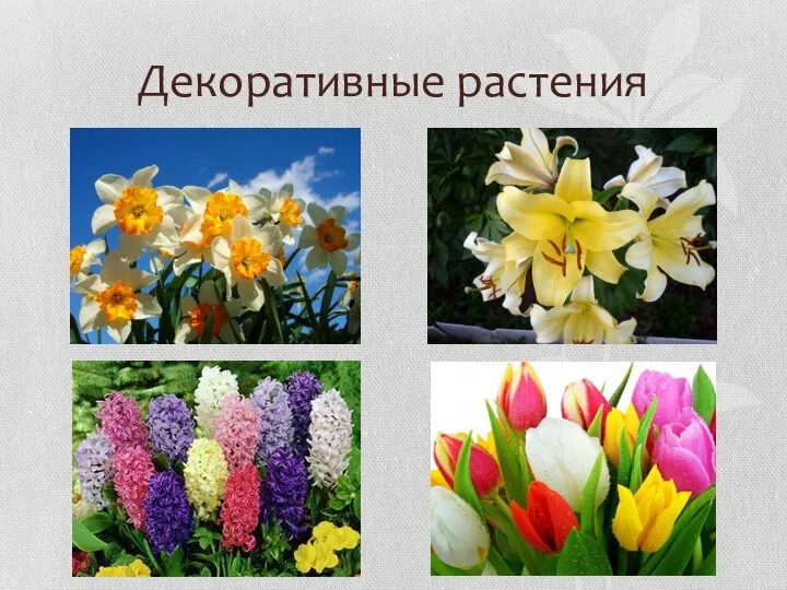 Декоративные растения