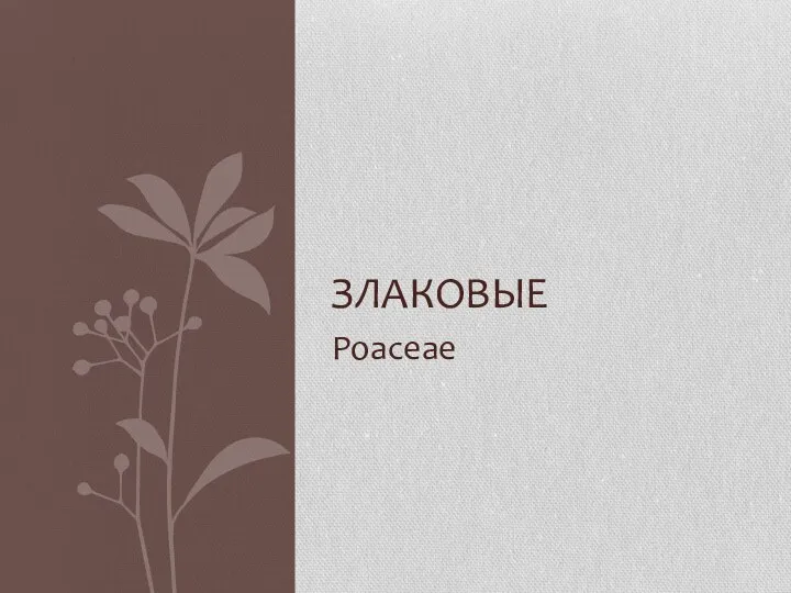 Poaceae ЗЛАКОВЫЕ