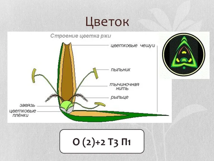 Цветок О (2)+2 Т3 П1