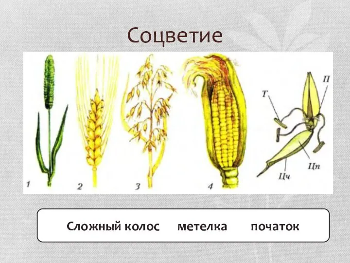 Соцветие Сложный колос метелка початок