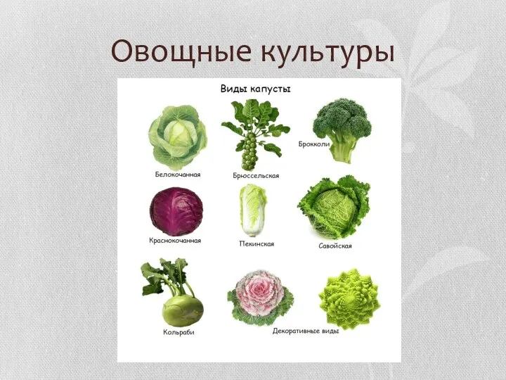 Овощные культуры