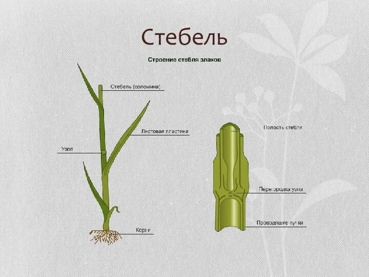 Стебель