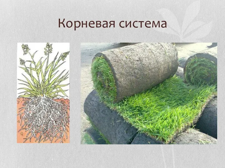 Корневая система