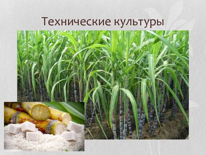 Технические культуры