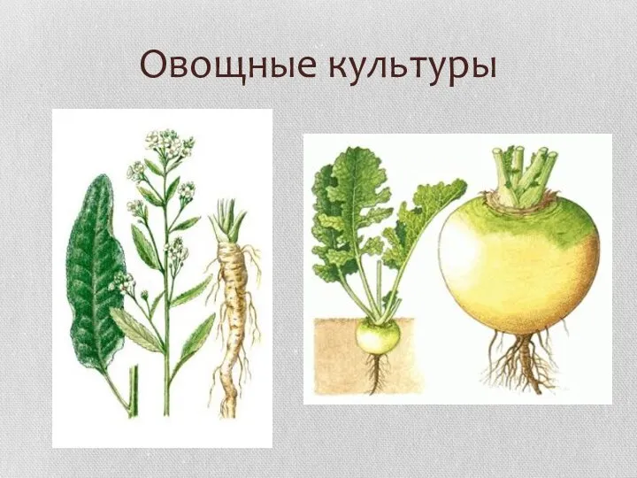 Овощные культуры