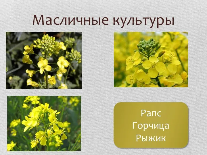 Масличные культуры Рапс Горчица Рыжик