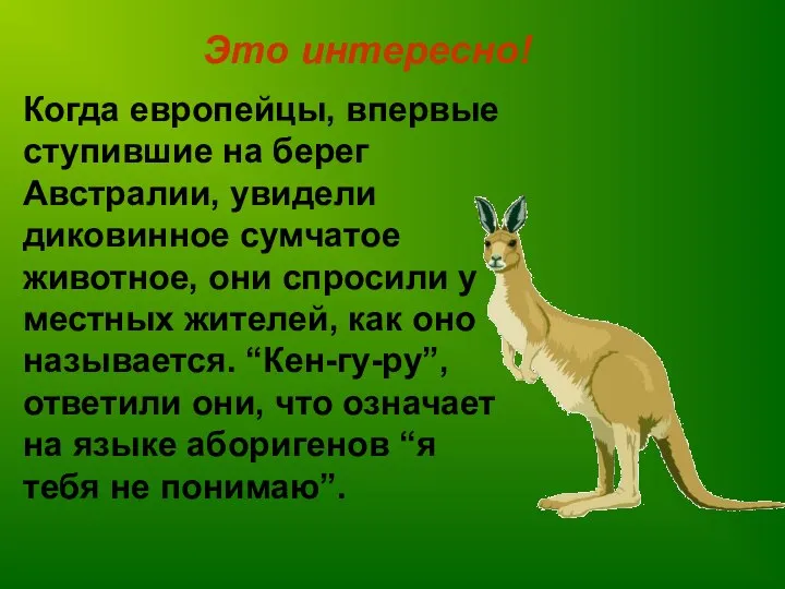 Это интересно! Когда европейцы, впервые ступившие на берег Австралии, увидели диковинное