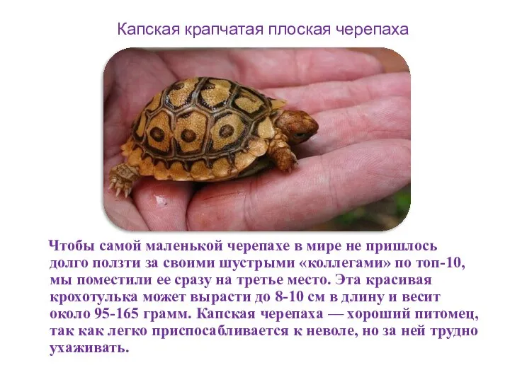 Чтобы самой маленькой черепахе в мире не пришлось долго ползти за