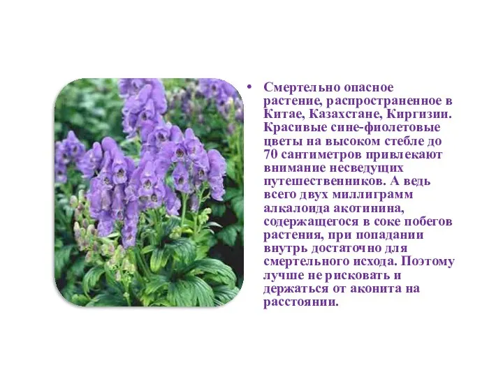 Смертельно опасное растение, распространенное в Китае, Казахстане, Киргизии. Красивые сине-фиолетовые цветы