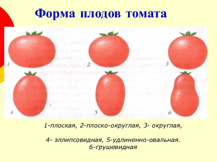 Форма плодов томата 1-плоская, 2-плоско-округлая, 3- округлая, 4- эллипсовидная, 5-удлиненно-овальная. 6-грушевидная
