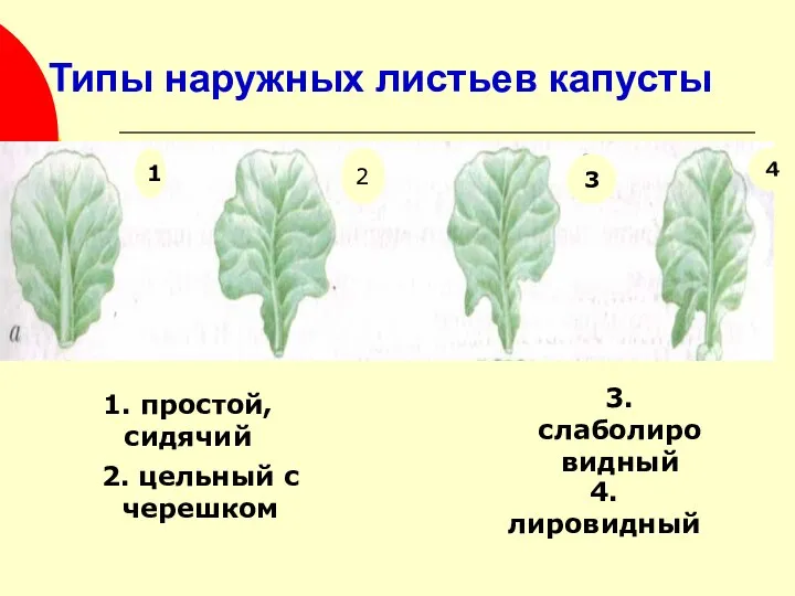 Типы наружных листьев капусты 1 2 3 4 1. простой, сидячий