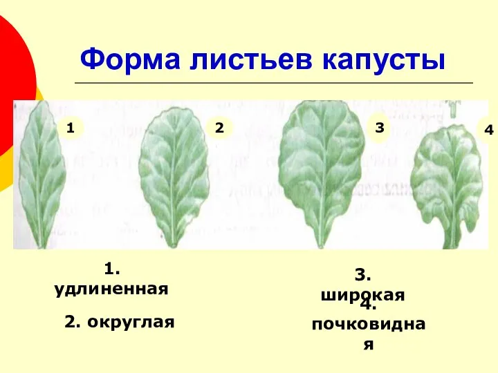 Форма листьев капусты 1 2 3 4 1. удлиненная 2. округлая 3. широкая 4. почковидная
