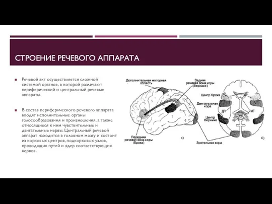 СТРОЕНИЕ РЕЧЕВОГО АППАРАТА Речевой акт осуществляется сложной системой органов, в которой