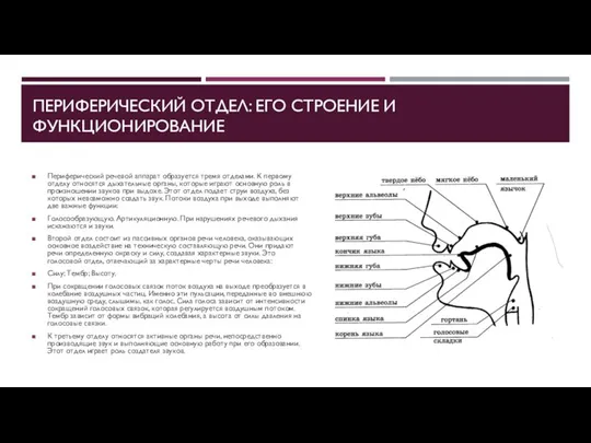 ПЕРИФЕРИЧЕСКИЙ ОТДЕЛ: ЕГО СТРОЕНИЕ И ФУНКЦИОНИРОВАНИЕ Периферический речевой аппарат образуется тремя