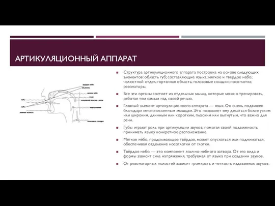 АРТИКУЛЯЦИОННЫЙ АППАРАТ Структура артикуляционного аппарата построена на основе следующих элементов: область