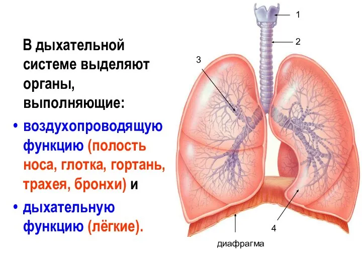 В дыхательной системе выделяют органы, выполняющие: воздухопроводящую функцию (полость носа, глотка,