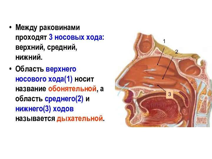 Между раковинами проходят 3 носовых хода: верхний, средний, нижний. Область верхнего