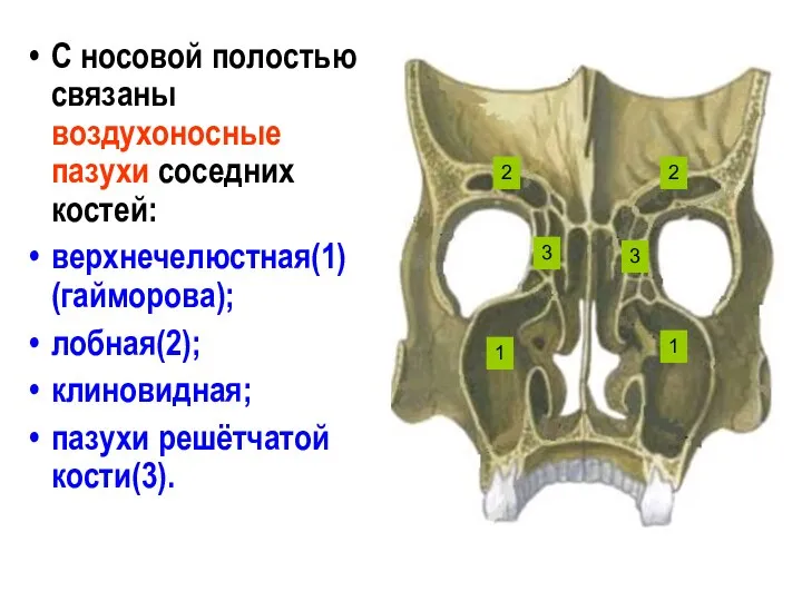 С носовой полостью связаны воздухоносные пазухи соседних костей: верхнечелюстная(1) (гайморова); лобная(2);