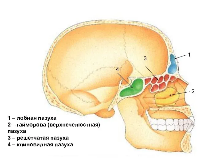 1 2 3 4 1 – лобная пазуха 2 – гайморова