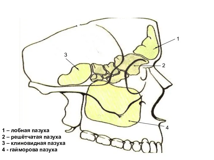 1 2 3 4 1 – лобная пазуха 2 – решётчатая