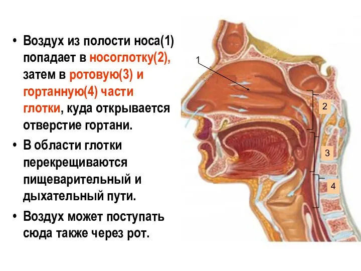 Воздух из полости носа(1) попадает в носоглотку(2), затем в ротовую(3) и