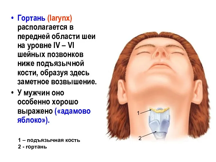 Гортань (larynx) располагается в передней области шеи на уровне IV –