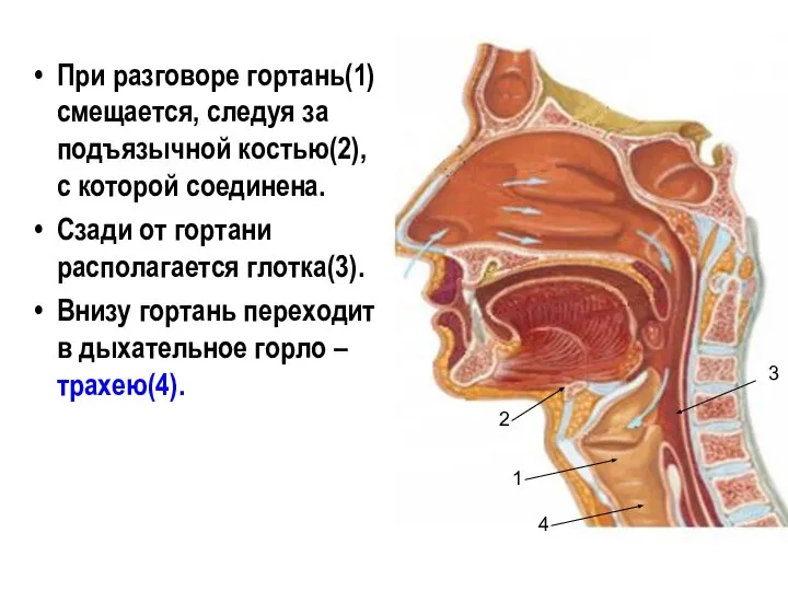 При разговоре гортань(1) смещается, следуя за подъязычной костью(2), с которой соединена.