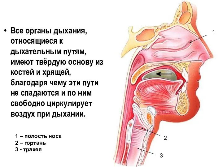 Все органы дыхания, относящиеся к дыхательным путям, имеют твёрдую основу из