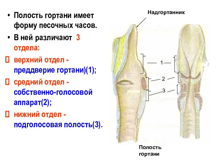 Полость гортани имеет форму песочных часов. В ней различают 3 отдела: