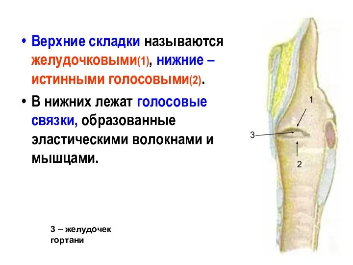 Верхние складки называются желудочковыми(1), нижние – истинными голосовыми(2). В нижних лежат