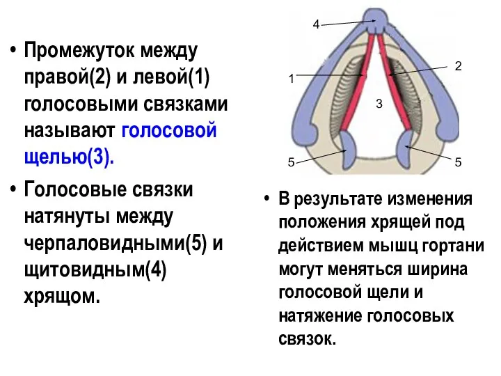 В результате изменения положения хрящей под действием мышц гортани могут меняться