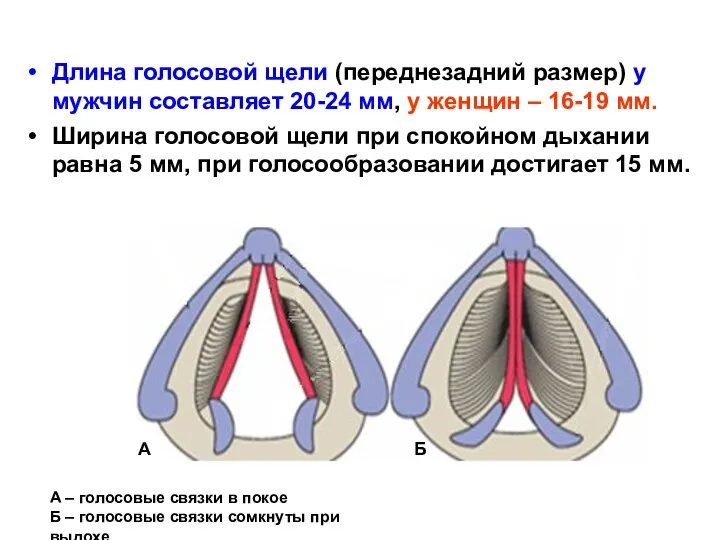 Длина голосовой щели (переднезадний размер) у мужчин составляет 20-24 мм, у