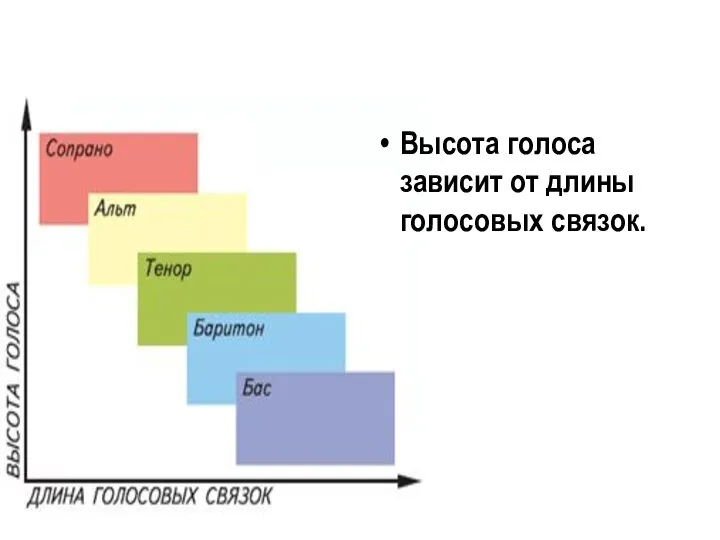 Высота голоса зависит от длины голосовых связок.