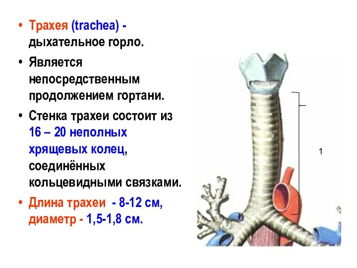 Трахея (trachea) - дыхательное горло. Является непосредственным продолжением гортани. Стенка трахеи