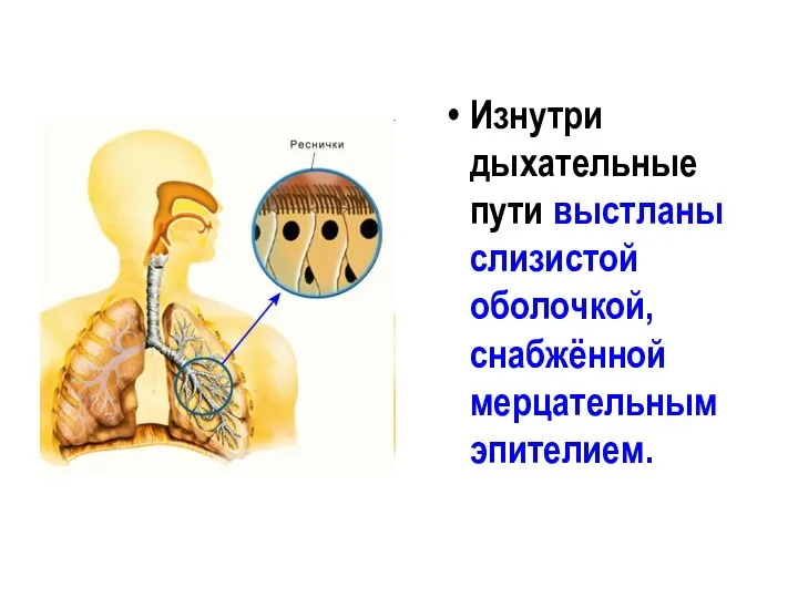 Изнутри дыхательные пути выстланы слизистой оболочкой, снабжённой мерцательным эпителием.