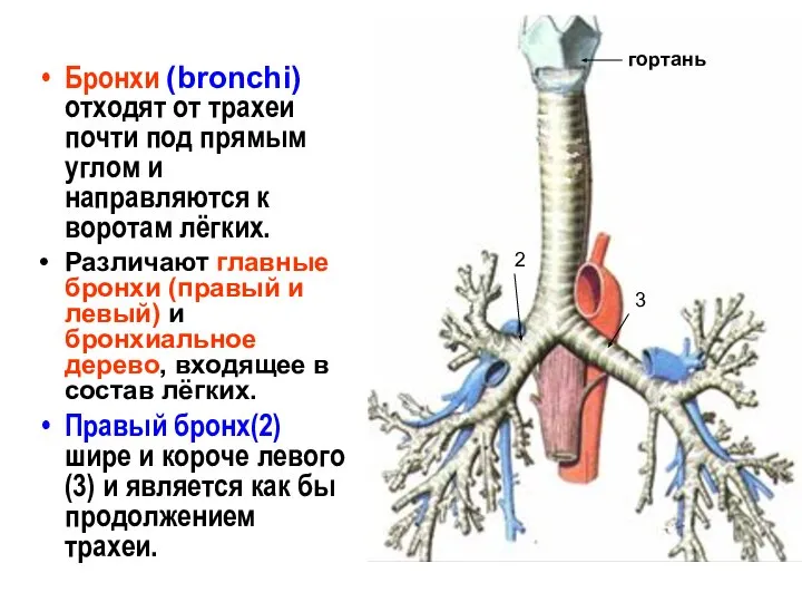 Бронхи (bronchi) отходят от трахеи почти под прямым углом и направляются