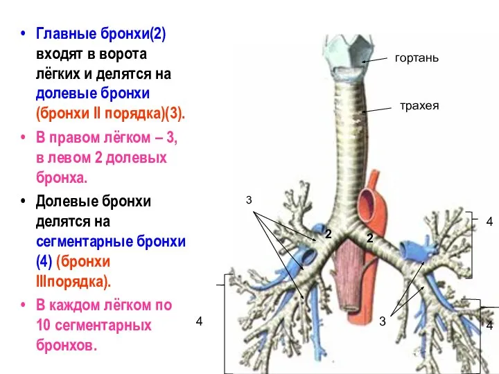 Главные бронхи(2) входят в ворота лёгких и делятся на долевые бронхи
